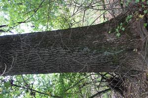 mohutné jednice Q.robur na okraji porastov - významné biotopy druhu Lucanus cervus