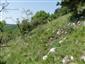 TMP2_TML_SagaPedo_009