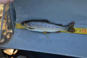 Salmo trutta morpha fario