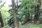 plocháč červený (6.7.2019)