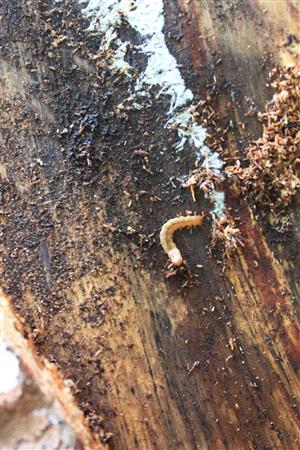 larva sledovaného druhu pod kôrou odumierajúcej jedle