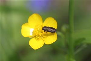 Anthxia nigrojubata incognita  vzácny jedľový monofág - indikátor zachovalejších lesov
