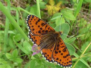 Hnedáčik pyštekový (Melitaea didyma).