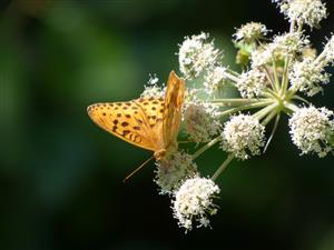 Samček perlovca východného (Argyronome laodice). Druh tú zrejme dosahuje najzápadnejšiu hranicu svojho rozšírenia. 