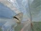 Fotodokumentovaný samček jasoňa chochlačkového (Parnassius mnemosyne) v sieti, ktorý bol následne vypustený..