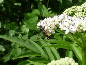 Podobník mravcovitý (Synanthedon formicaeformis).