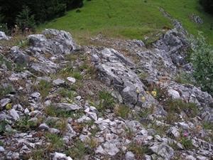 celkový pohlad na biotop