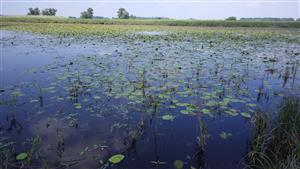 TML, interiér ramena plesiopotamal