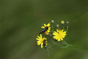 Acmaeodera degener.
