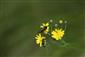 Acmaeodera degener.