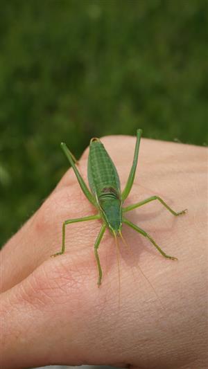Imágo Isophya costata.