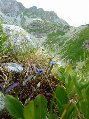 Gentiana nivalis na lokalite