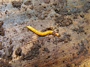 Elateridae larva