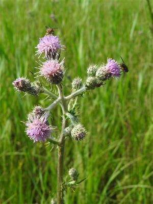 Detail súkvetia Cirsium brachycephalum.