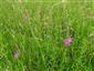 Gladiolus palustris na ploche.