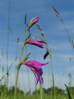 Detail súkvetia Gladiolus palustris.