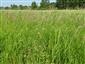 Porast Calamagrostis epigejos.