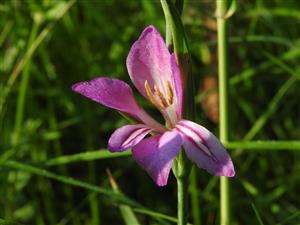 Detail kvetu Gladiolus palustris.