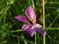 Detail kvetu Gladiolus palustris.