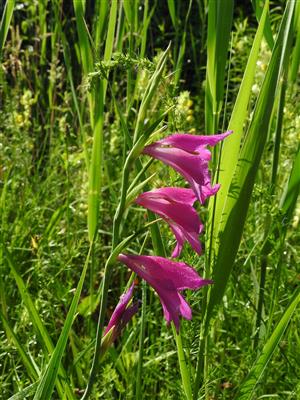 Súkvetie Gladiolus palustris.