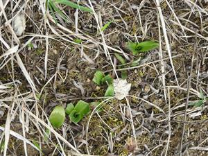 Ohryzené ružice Himantoglossum adriaticum zverou.