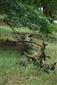 Biotopy Lucanus cervus na TML.