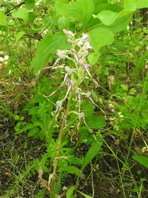 Jediný kvitnúci jedinec Himantoglossum adriaticum na ploche.