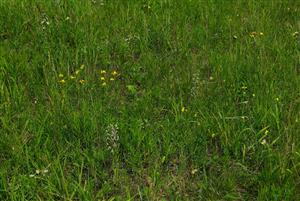 Typický biotop výskytu Himantoglossum adriatisum.