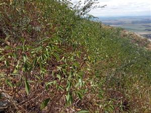 Cerasus fruticosa - kosený porast