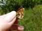 Melitaea aurelia