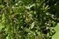 Lindernia procumbens v poraste s Cyperus fuscus a Dichostylis micheliana.