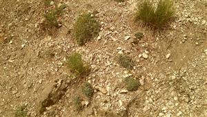 trsy Dianthus lumnitzerii rôznej veľkosti