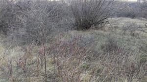 horná časť - nevykosená zarastajúca plocha