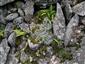 Pohľad na vegetáciu skalných štrbín na TML_8150_016 - datail