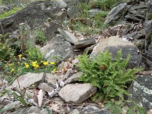 Woodsia ilvensis