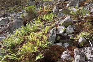 Polypodium vulgare