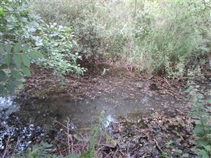 lokalita a porost Callitriche cophocarpa