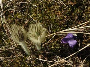 Odhryznuté kvety Pulsatilla grandis.