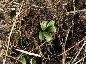 Ohryzená a obhrabaná ružica Ophrys. Vedľa je ďalšia ružica čiastočne zahrabaná hlinou.