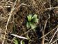 Ohryzená a obhrabaná ružica Ophrys. Vedľa je ďalšia ružica čiastočne zahrabaná hlinou.