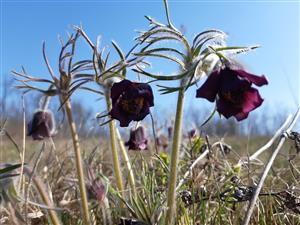 Pulsatilla Zimmermannii