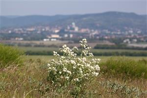 kvitnúci katran