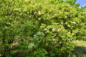 lokalita,žial nejak sa mi poškodil súbor s pohladom na lokalitu