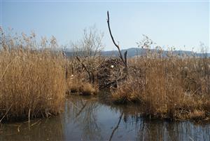 hrad