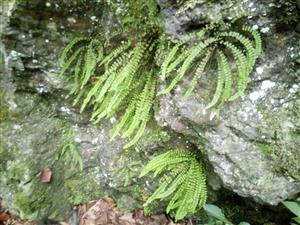 Asplenium trichomanes