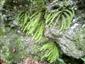Asplenium trichomanes