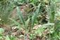 Echium russicum - sterilné rastliny