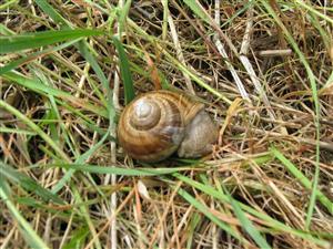 Helix pomatia