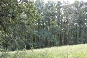 Okraj lesa s liniou inštalovaných tubusov