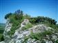Juniperus communis